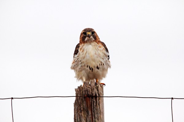 Red Tail by Deb Oppermann